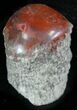 Pennsylvanian Aged Red Agatized Horn Coral - Utah #26398-1